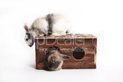 Two rabbits with wooden house