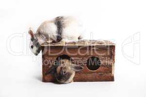 Two rabbits with wooden house