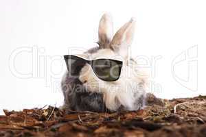 Rabbit with sun glasses