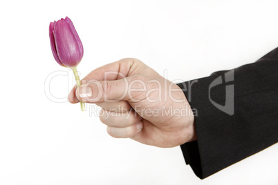 Man offering little tulip