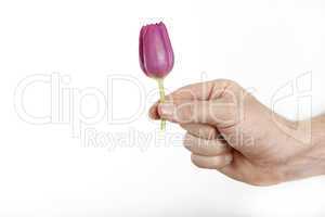 Man offering little tulip