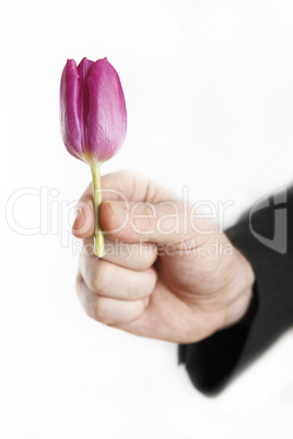Man offering little tulip