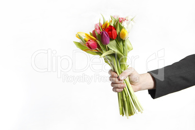 A hand full of colorful tulips