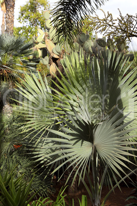 Jardin Majorelle