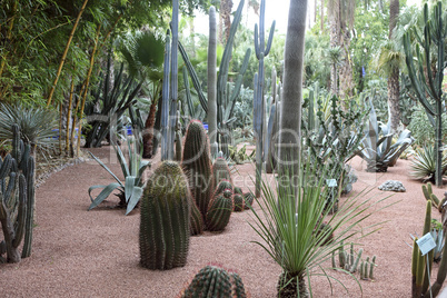 Jardin Majorelle