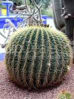 Jardin Majorelle