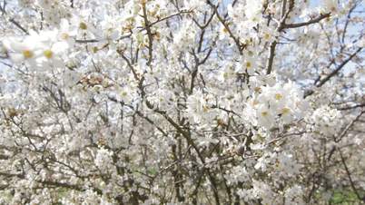 Dolly: Fruit tree blossoming in spring garden