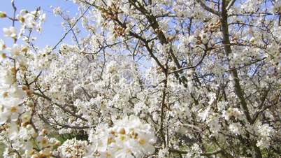 Dolly: Blooming fruit trees in the spring garden