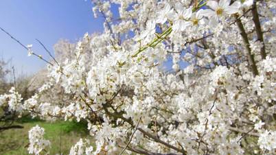 Dolly: Cherry trees blossom in spring fruit garden