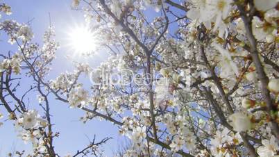 Dolly: Blooming cherry tree against sun and blue sky