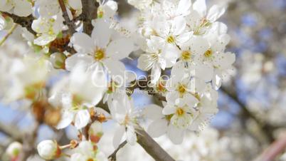 Dolly: Bee pollinating blooming fruit tree close-up