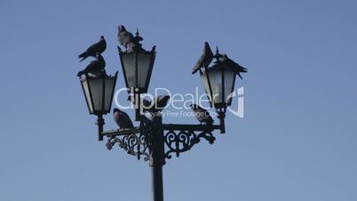 Pigeons on the streetlight