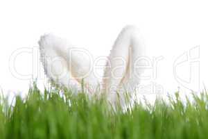 Rabbit ears behind green grass