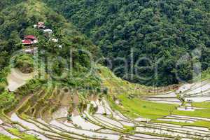 rice fields terraces in philippines