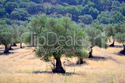 Olive trees in the field in spring