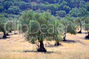 Olive trees in the field in spring