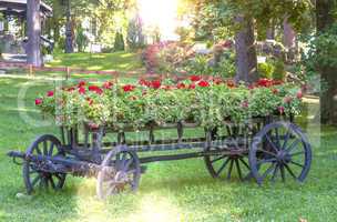 old wheel cart with flowers