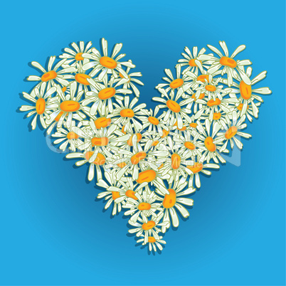 heart flowers camomile