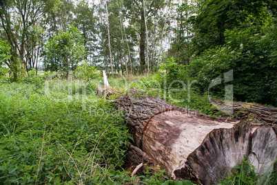 Baum, Stamm, tot, umgefallen, Wildnis, Spreewald, grün, groß, alt, stark, liegend, Baumstamm,