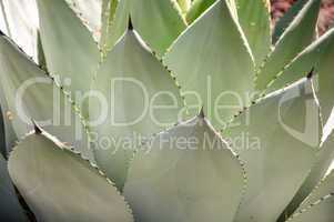 Agave