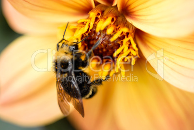 Bee on Flower