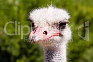 Ostrich