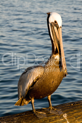 Pelican