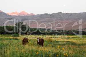 Horses Grazing