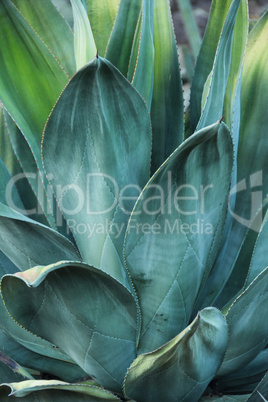 Agave