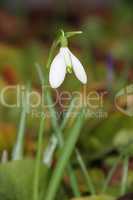 Snowdrop