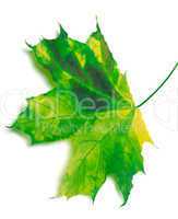 multicolor maple-leaf