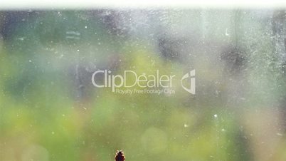 Ladybird on Dirt Glass