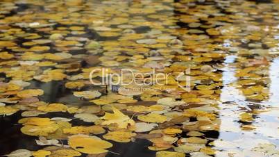 Autumn Foliage Floating