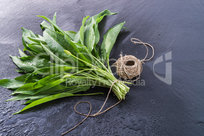 bear's garlic