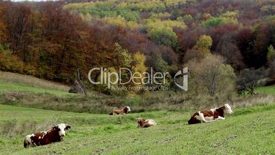 Cows Rest on Pasture