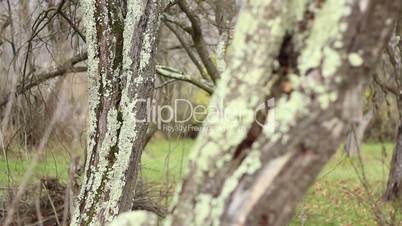 Lichens on Tree Bark