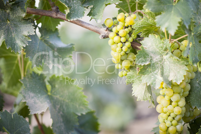 Lush White Grape Bushels Vineyard in The Morning Sun