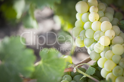 Lush White Grape Bushels Vineyard in The Morning Sun