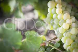 Lush White Grape Bushels Vineyard in The Morning Sun
