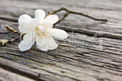 white magnolia