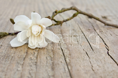 white magnolia