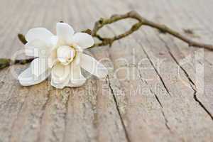 white magnolia