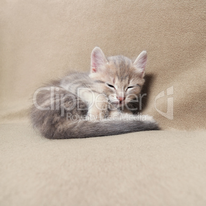 Sleeping  kitten  lying on bed