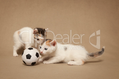 Two small spotted kitten plays with a football