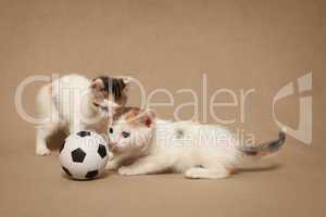 Two small spotted kitten plays with a football