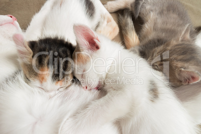 Mother cat and kittens