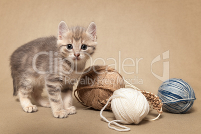 Kitten and knitting
