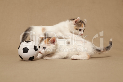 Two small spotted kitten plays with a football