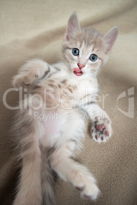 Kitten lying on bed