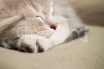 Sleeping  kitten face close up